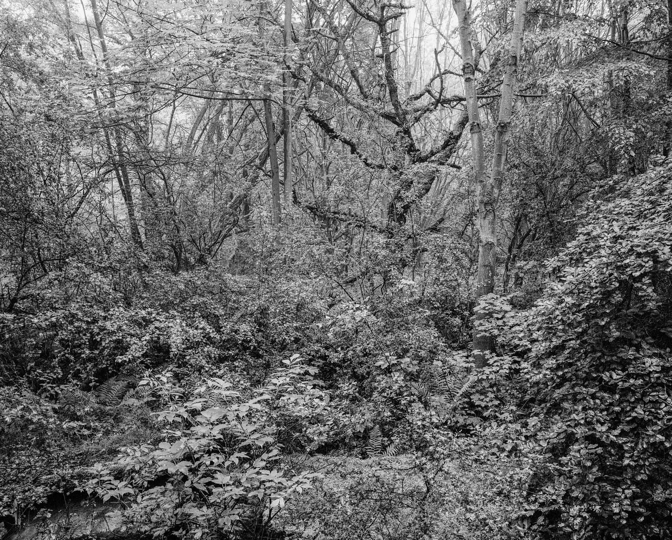 20200611 Buchenwald 10 001